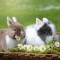 how-to-provide-proper-care-for-a-domestic-rabbit-f