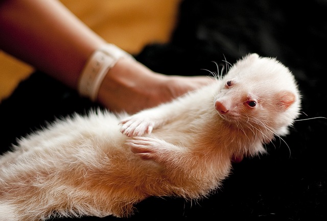train-your-ferret-pet-with-these-two-amazing-tricks-a