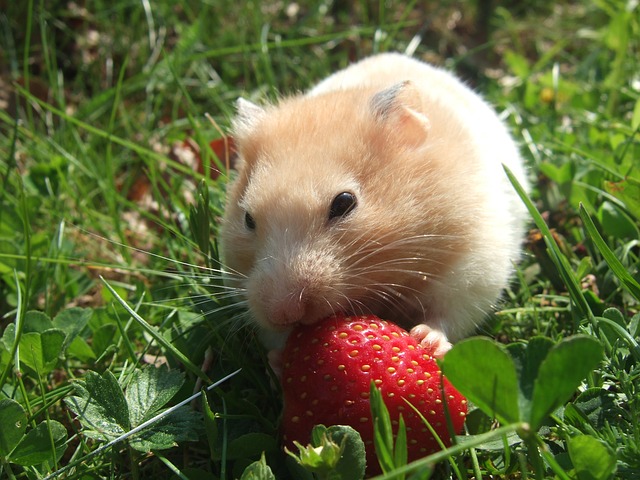 what-food-is-best-for-my-hamster-a