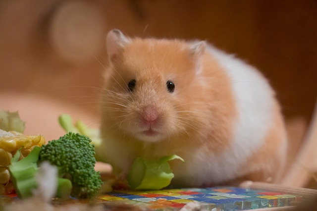 what-food-is-best-for-my-hamster-f